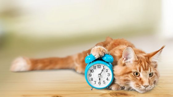 Katze mit Uhr