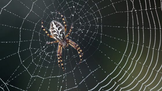 St 214 Spinne BILD iStock