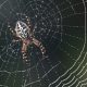 St 214 Spinne BILD iStock