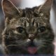 Katze Lil Bub