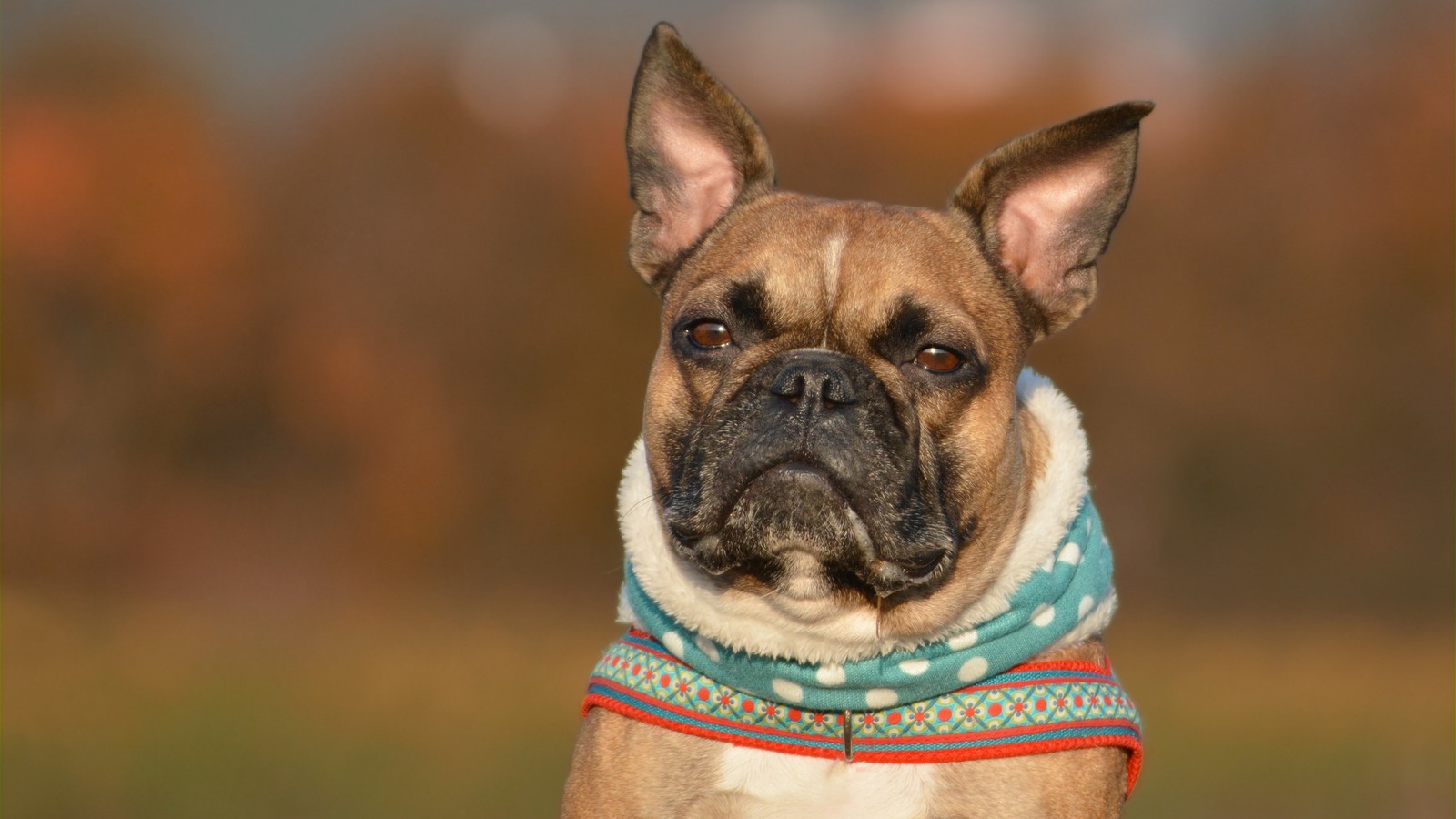 7 Anzeichen, dass dein Hund sauer auf dich ist KUKKSI Star News