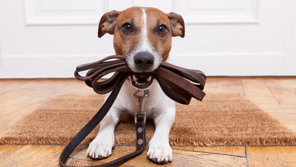 Hund erziehen Diese Methode schadet deinem Tier! KUKKSI Star News
