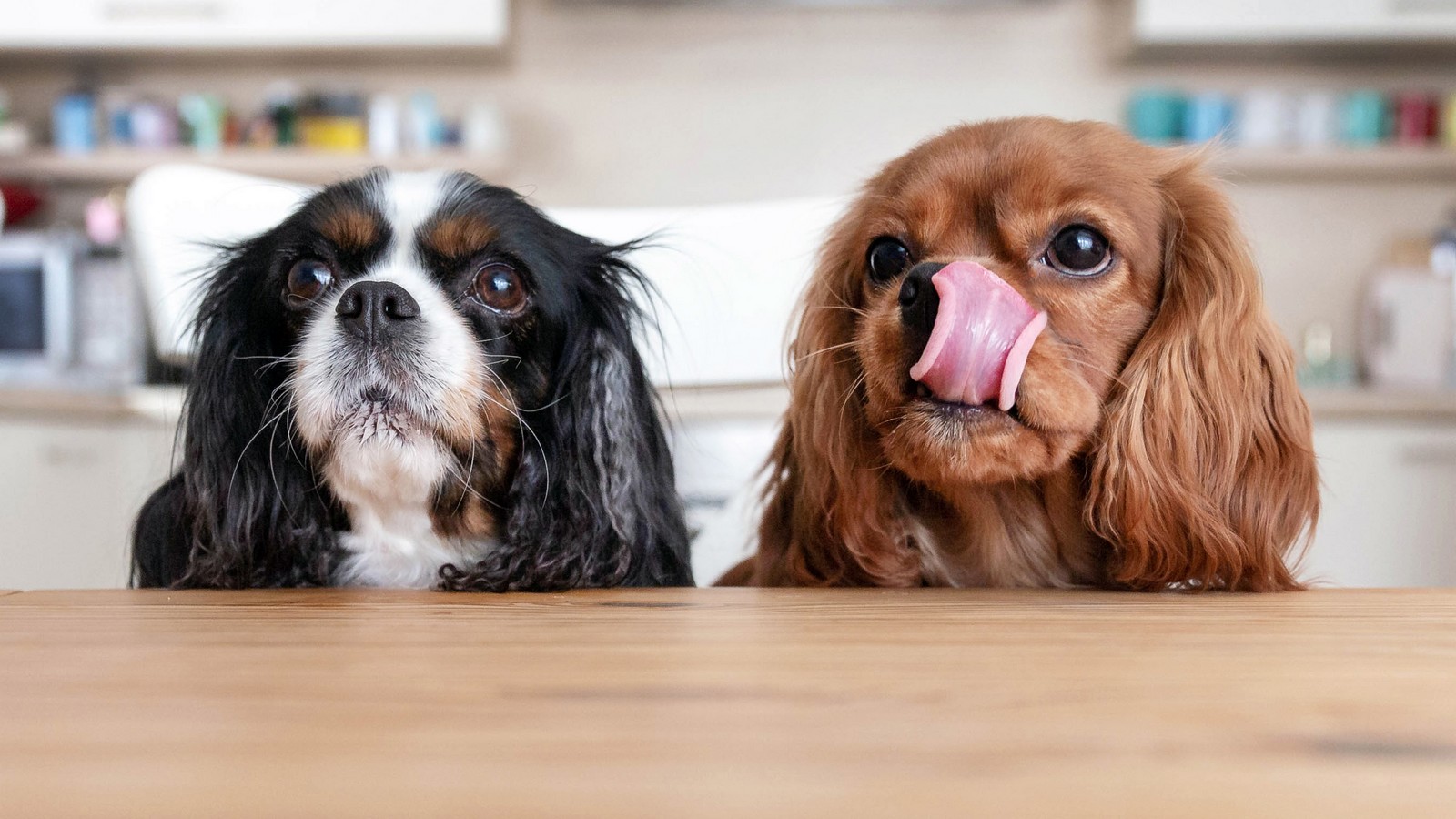 Diese Lebensmittel solltest du deinem Hund nie geben KUKKSI Star