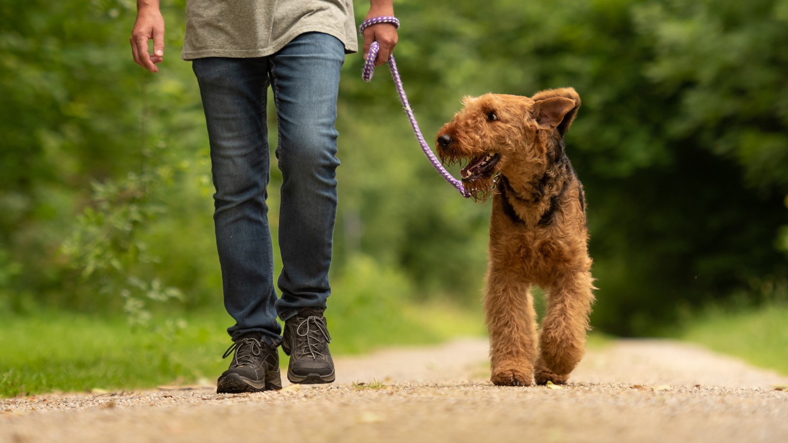 Hund beim Gassi gehen