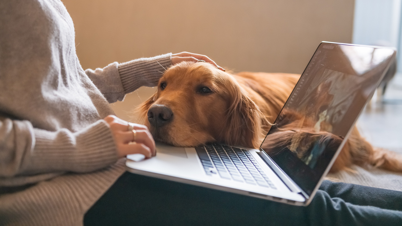 So kannst du deinen Hund zu Hause beschäftigen KUKKSI Star News