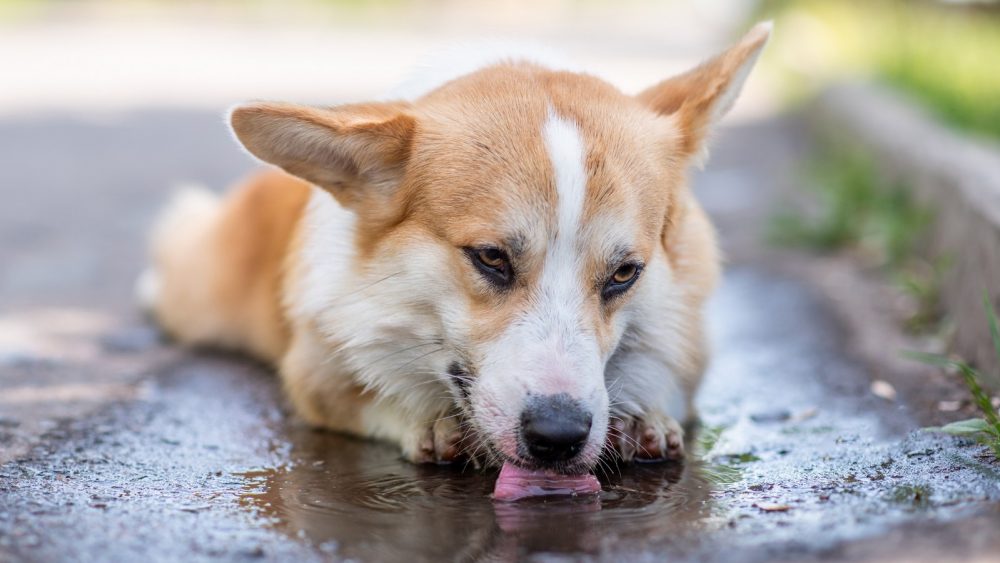 Darum-sind-Pf-tzen-f-r-Hunde-extrem-gef-hrlich