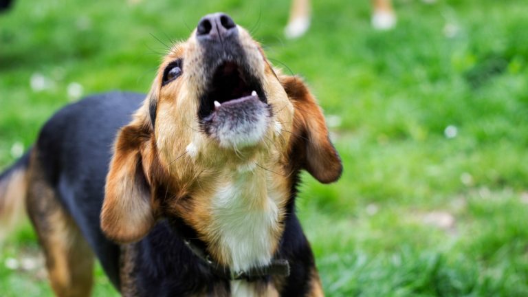 bellender hund experiment