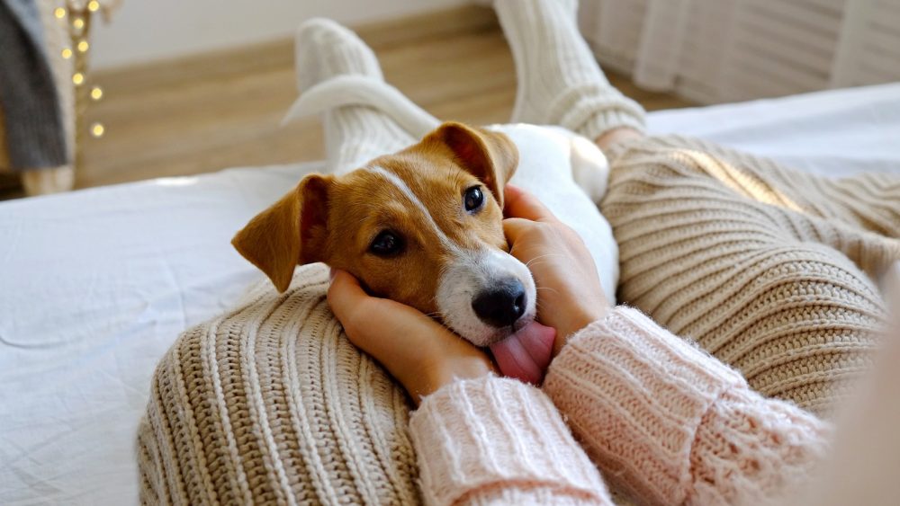 5 Gründe Darum leckt dein Hund dich ab! KUKKSI Star News, Beauty