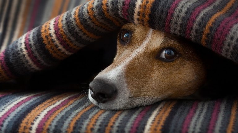 10 Anzeichen, dass dein Hund Schmerzen hat KUKKSI Star News, Beauty