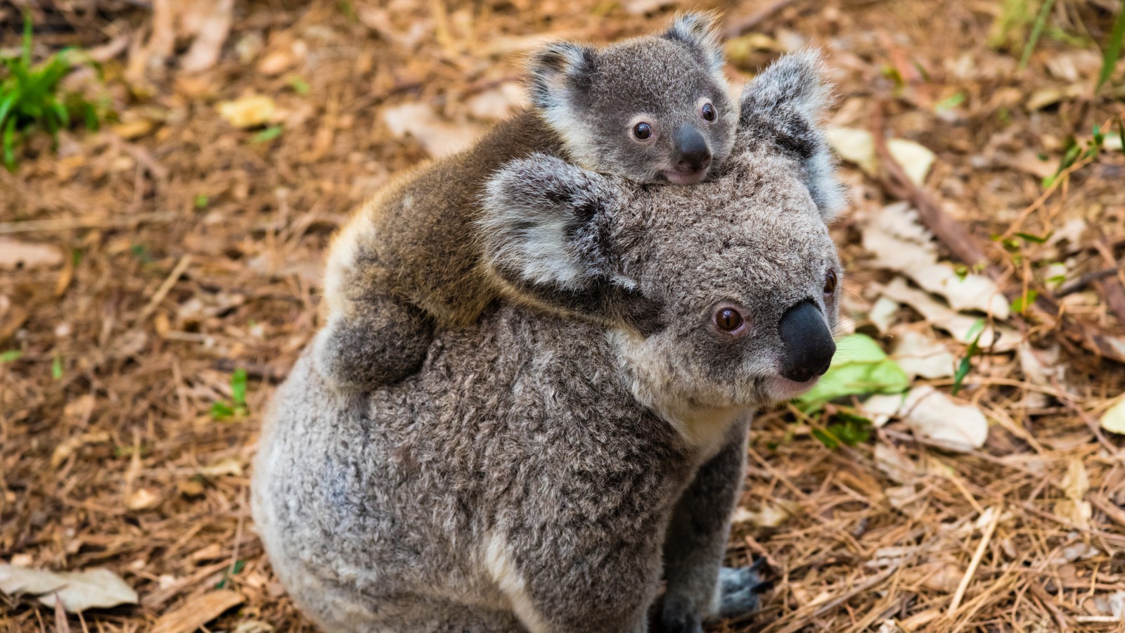 Koala