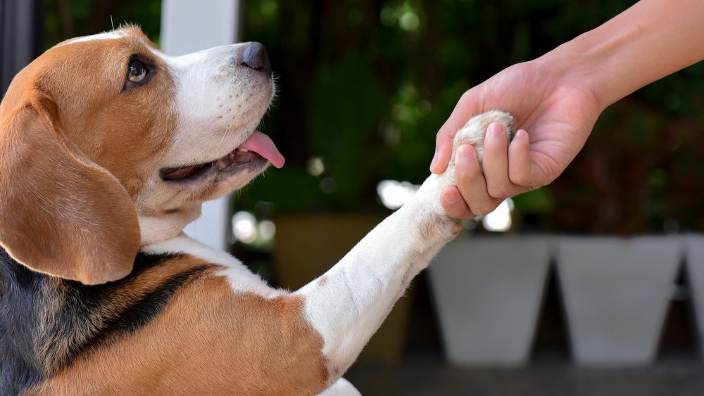 Darum legt ein Hund die Pfote auf seinen Besitzer KUKKSI Star News