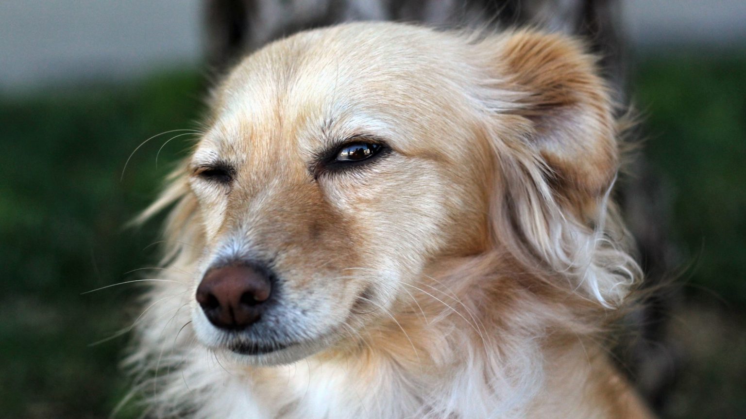 4 Gründe Darum zwinkern Hunde wirklich! KUKKSI Star News, Beauty