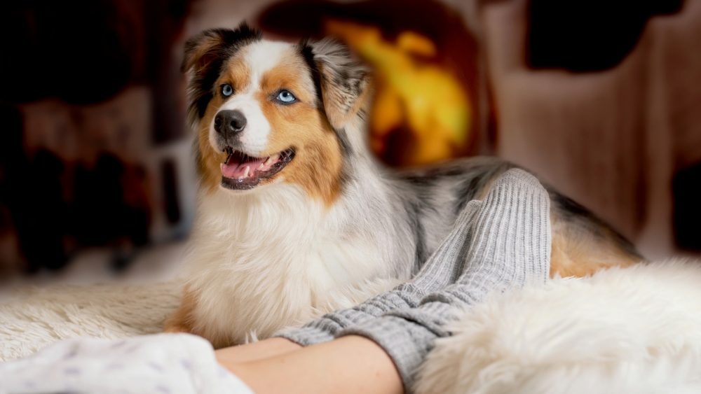 7 Dinge, die du tust aber dein Hund hasst KUKKSI Star News