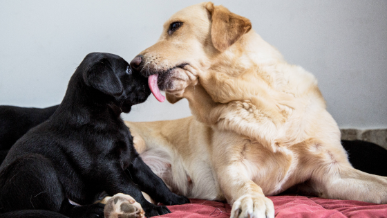 Diese Eigenschaften hassen Hunde