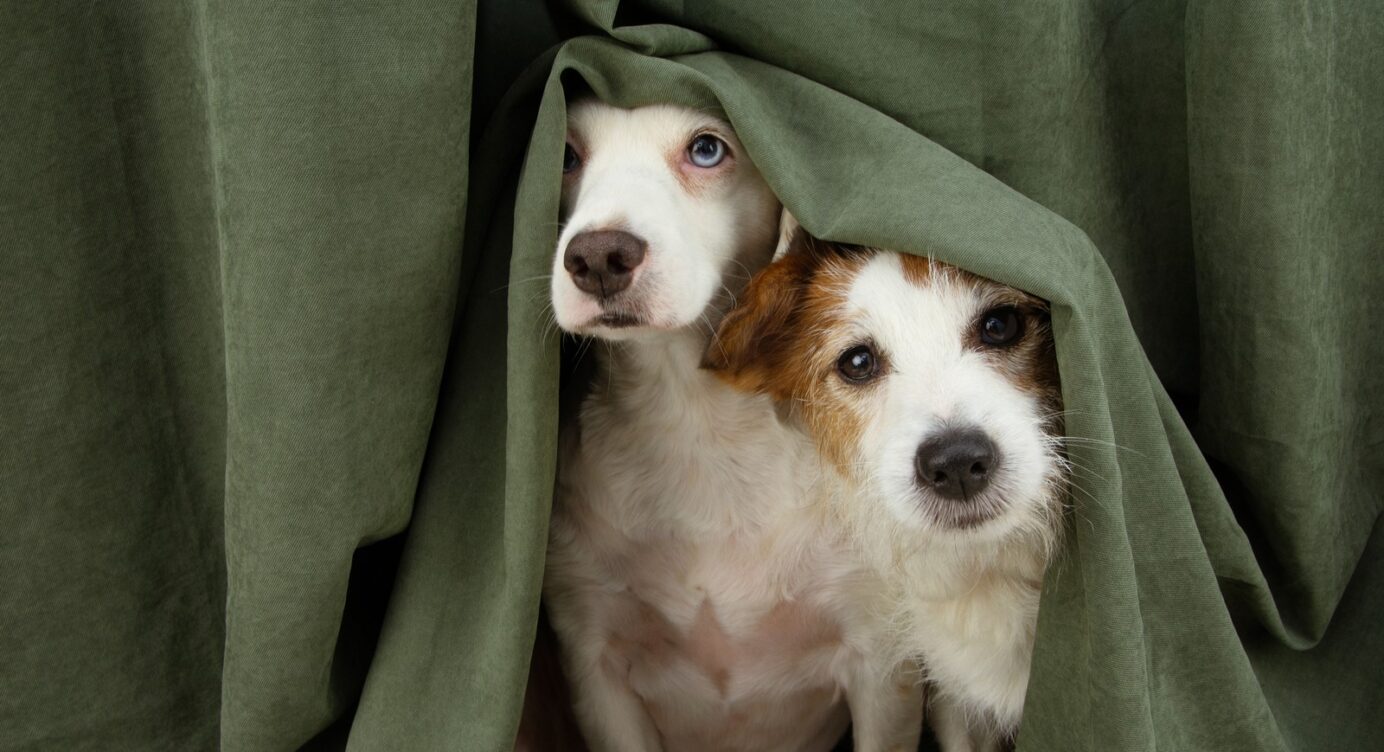 Silvester-Knallerei: So schützt man Hunde und Katzen vor Panik und Stress