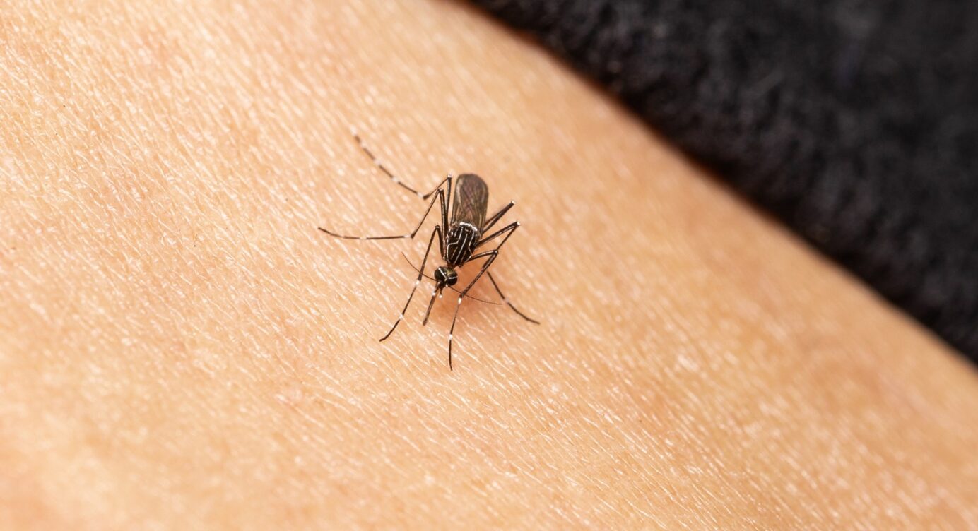 Lästige Insekten vertreiben: Mücken, Wespen und Co. hassen diese Lebensmittel!