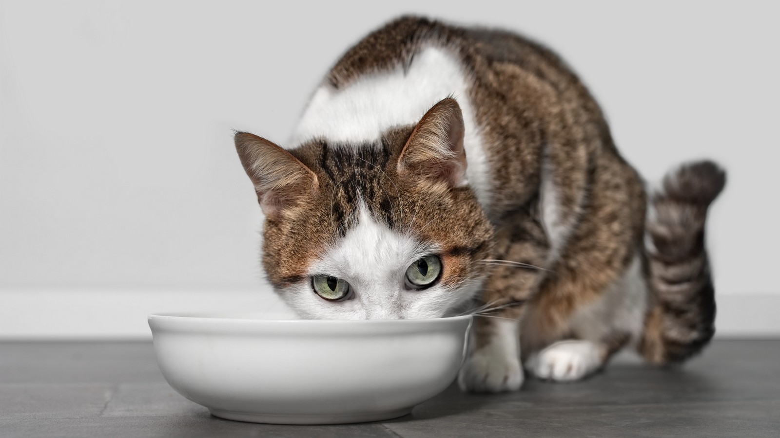 Katze