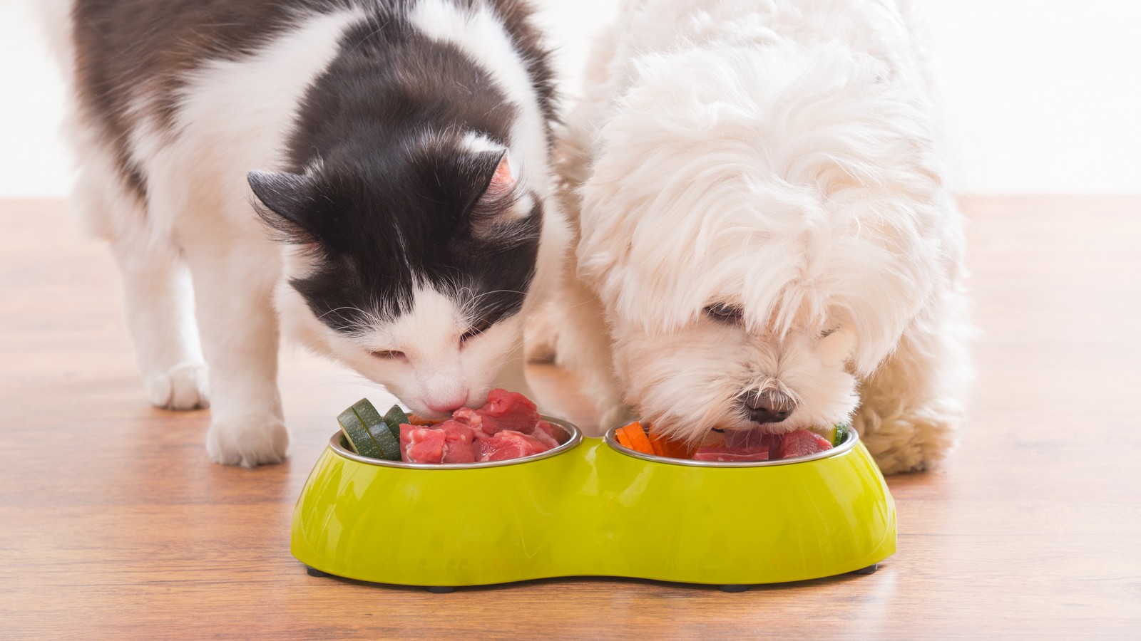 Katze und Hund